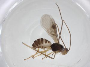  (Mirax Malaise7598 - CBG-A11746-E12)  @11 [ ] CreativeCommons - Attribution Share - Alike (2023) Centre for Biodiversity Genomics Centre for Biodiversity Genomics