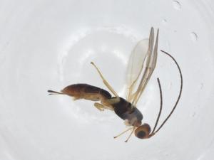  (Heterospilus Malaise2678 - CBG-A11754-B10)  @11 [ ] CreativeCommons - Attribution Share - Alike (2023) Centre for Biodiversity Genomics Centre for Biodiversity Genomics