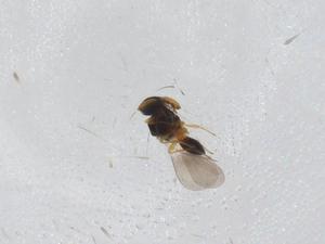  ( - CBG-A12863-C06)  @11 [ ] CreativeCommons - Attribution Share - Alike (2023) Centre for Biodiversity Genomics Centre for Biodiversity Genomics
