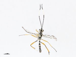  ( - CBG-A13203-B11)  @11 [ ] CreativeCommons - Attribution Share - Alike (2023) CBG Photography Group Centre for Biodiversity Genomics