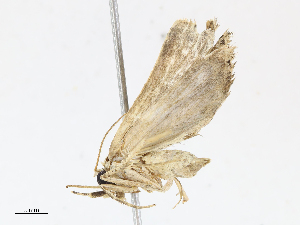  ( - CBG-A13203-G04)  @11 [ ] CreativeCommons - Attribution Share - Alike (2023) CBG Photography Group Centre for Biodiversity Genomics