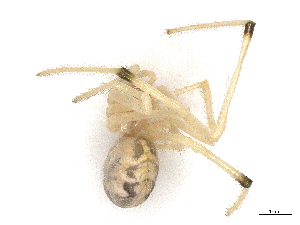  ( - CBG-A13205-G12)  @11 [ ] CreativeCommons - Attribution Share - Alike (2023) CBG Photography Group Centre for Biodiversity Genomics