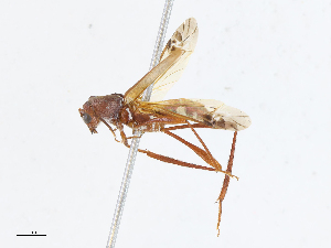  ( - CBG-A13231-C01)  @11 [ ] CreativeCommons - Attribution Share - Alike (2023) CBG Photography Group Centre for Biodiversity Genomics