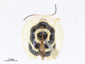  ( - CBG-A13231-G06)  @11 [ ] CreativeCommons - Attribution Share - Alike (2023) CBG Photography Group Centre for Biodiversity Genomics