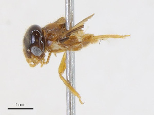  ( - CBG-A13232-C02)  @11 [ ] CreativeCommons - Attribution Share-Alike (2023) CBG Photography Group Centre for Biodiversity Genomics