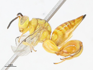  ( - CBG-A13297-F11)  @11 [ ] CreativeCommons - Attribution Share - Alike (2023) CBG Photography Group Centre for Biodiversity Genomics