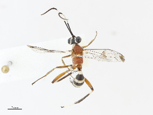  ( - CBG-A13299-D12)  @11 [ ] CreativeCommons - Attribution Share - Alike (2023) CBG Photography Group Centre for Biodiversity Genomics