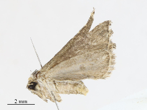  ( - CBG-A13299-E04)  @11 [ ] CreativeCommons - Attribution Share - Alike (2023) CBG Photography Group Centre for Biodiversity Genomics