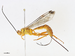  ( - CBG-A13301-F10)  @11 [ ] CreativeCommons - Attribution Share - Alike (2023) CBG Photography Group Centre for Biodiversity Genomics