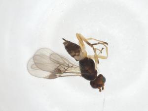  ( - CBG-A13413-D03)  @11 [ ] CreativeCommons - Attribution Share - Alike (2023) Centre for Biodiversity Genomics Centre for Biodiversity Genomics