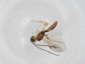  (Heterospilus Malaise5208 - CBG-A13417-F03)  @11 [ ] CreativeCommons - Attribution Share - Alike (2023) Centre for Biodiversity Genomics Centre for Biodiversity Genomics