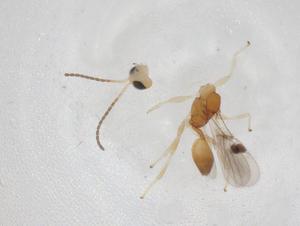  ( - CBG-A13786-G11)  @11 [ ] CreativeCommons - Attribution Share - Alike (2023) Centre for Biodiversity Genomics Centre for Biodiversity Genomics