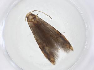  ( - CBG-A13787-A02)  @11 [ ] CreativeCommons - Attribution Share - Alike (2023) Centre for Biodiversity Genomics Centre for Biodiversity Genomics