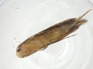  ( - CBG-A13788-H06)  @11 [ ] CreativeCommons - Attribution Share - Alike (2023) Centre for Biodiversity Genomics Centre for Biodiversity Genomics