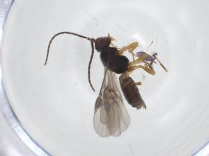  (Mirax Malaise7595 - CBG-A13808-B05)  @11 [ ] CreativeCommons - Attribution Share - Alike (2023) Centre for Biodiversity Genomics Centre for Biodiversity Genomics