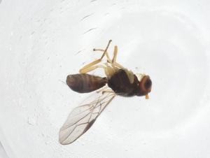  (opiMalaise01 Malaise9019 - CBG-A14260-G10)  @11 [ ] CreativeCommons - Attribution Share - Alike (2023) Centre for Biodiversity Genomics Centre for Biodiversity Genomics