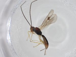  (Heterospilus Malaise5222 - CBG-A14273-C10)  @11 [ ] CreativeCommons - Attribution Share - Alike (2023) Centre for Biodiversity Genomics Centre for Biodiversity Genomics