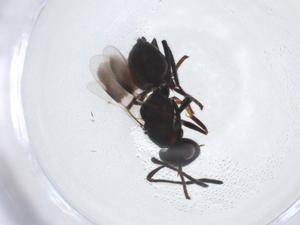  (chalMalaise01 malaise1380 - CBG-A08860-F11)  @11 [ ] CreativeCommons - Attribution Share - Alike (2023) Centre for Biodiversity Genomics Centre for Biodiversity Genomics