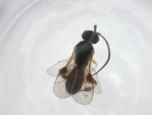  ( - CBG-A08867-E01)  @11 [ ] CreativeCommons - Attribution Share - Alike (2023) Centre for Biodiversity Genomics Centre for Biodiversity Genomics