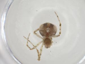  ( - CBG-A08883-D04)  @11 [ ] CreativeCommons - Attribution Share - Alike (2023) Centre for Biodiversity Genomics Centre for Biodiversity Genomics