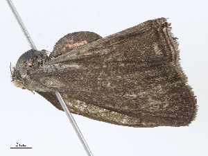  ( - CBG-A10807-A09)  @11 [ ] CreativeCommons - Attribution Share - Alike (2023) CBG Photography Group Centre for Biodiversity Genomics