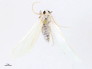  ( - CBG-A10807-B07)  @11 [ ] CreativeCommons - Attribution Share - Alike (2023) CBG Photography Group Centre for Biodiversity Genomics