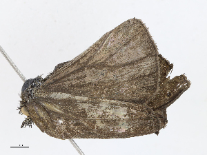  ( - CBG-A10808-A04)  @11 [ ] CreativeCommons - Attribution Share - Alike (2023) CBG Photography Group Centre for Biodiversity Genomics