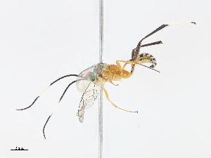  ( - CBG-A10810-F07)  @11 [ ] CreativeCommons - Attribution Share - Alike (2023) CBG Photography Group Centre for Biodiversity Genomics