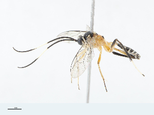  ( - CBG-A10810-G12)  @11 [ ] CreativeCommons - Attribution Share - Alike (2023) CBG Photography Group Centre for Biodiversity Genomics