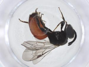  (Sphecodes sp. PLG-2016 - CBG-A11891-C10)  @11 [ ] CreativeCommons - Attribution Share - Alike (2023) Centre for Biodiversity Genomics Centre for Biodiversity Genomics