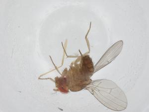  (Drosophila neomorpha - CBG-A11960-F10)  @11 [ ] CreativeCommons - Attribution Share - Alike (2023) Centre for Biodiversity Genomics Centre for Biodiversity Genomics
