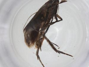  ( - CBG-A11960-H10)  @11 [ ] CreativeCommons - Attribution Share - Alike (2023) Centre for Biodiversity Genomics Centre for Biodiversity Genomics