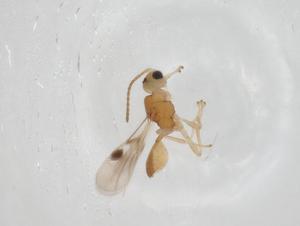  ( - CBG-A11963-G06)  @11 [ ] CreativeCommons - Attribution Share - Alike (2023) Centre for Biodiversity Genomics Centre for Biodiversity Genomics