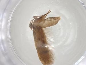  ( - CBG-A05356-H07)  @11 [ ] CreativeCommons - Attribution (2023) Centre for Biodiversity Genomics Centre for Biodiversity Genomics