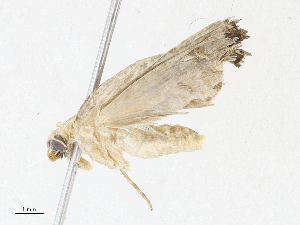  ( - CBG-A05383-D11)  @11 [ ] CreativeCommons - Attribution (2023) CBG Photography Group Centre for Biodiversity Genomics