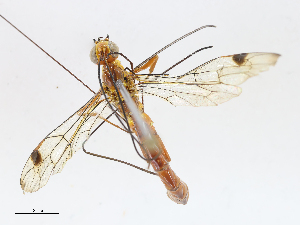  ( - CBG-A05383-F06)  @11 [ ] CreativeCommons - Attribution (2023) CBG Photography Group Centre for Biodiversity Genomics