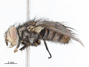  (Malaisetach42 Malaise5436 - CBG-A05383-H01)  @11 [ ] CreativeCommons - Attribution (2023) CBG Photography Group Centre for Biodiversity Genomics