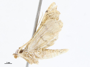  ( - CBG-A05384-C01)  @11 [ ] CreativeCommons - Attribution (2023) CBG Photography Group Centre for Biodiversity Genomics