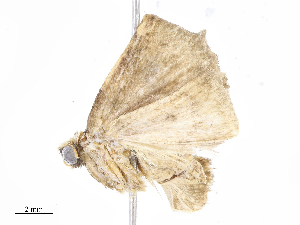  ( - CBG-A05385-H07)  @11 [ ] CreativeCommons - Attribution (2023) CBG Photography Group Centre for Biodiversity Genomics