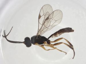  ( - CBG-A05687-B07)  @11 [ ] CreativeCommons - Attribution (2023) Centre for Biodiversity Genomics Centre for Biodiversity Genomics