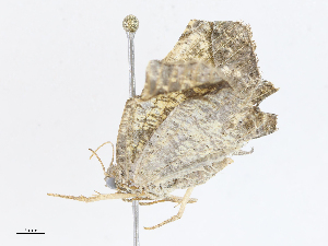  (Eusarca Malaise8509 - CBG-A06270-C02)  @11 [ ] CreativeCommons - Attribution (2023) CBG Photography Group Centre for Biodiversity Genomics