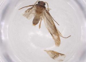  ( - CBG-A07206-C10)  @11 [ ] CreativeCommons - Attribution (2023) Centre for Biodiversity Genomics Centre for Biodiversity Genomics