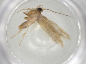  ( - CBG-A07211-H08)  @11 [ ] CreativeCommons - Attribution (2023) Centre for Biodiversity Genomics Centre for Biodiversity Genomics