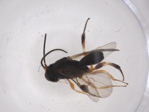  ( - CBG-A07212-C07)  @11 [ ] CreativeCommons - Attribution (2023) Centre for Biodiversity Genomics Centre for Biodiversity Genomics