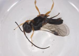  ( - CBG-A07212-D04)  @11 [ ] CreativeCommons - Attribution (2023) Centre for Biodiversity Genomics Centre for Biodiversity Genomics