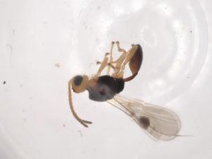  ( - CBG-A07215-H09)  @11 [ ] CreativeCommons - Attribution (2023) Centre for Biodiversity Genomics Centre for Biodiversity Genomics