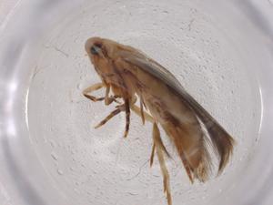  ( - CBG-A07231-E10)  @11 [ ] CreativeCommons - Attribution (2023) Centre for Biodiversity Genomics Centre for Biodiversity Genomics