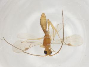  (Allorhogas Malaise0497 - CBG-A07257-H08)  @11 [ ] CreativeCommons - Attribution (2023) Centre for Biodiversity Genomics Centre for Biodiversity Genomics