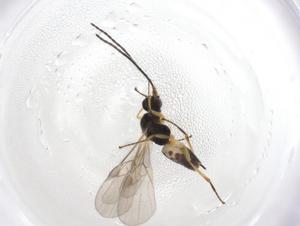  ( - CBG-A07262-G01)  @11 [ ] CreativeCommons - Attribution (2023) Centre for Biodiversity Genomics Centre for Biodiversity Genomics