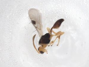  ( - CBG-A07262-G07)  @11 [ ] CreativeCommons - Attribution (2023) Centre for Biodiversity Genomics Centre for Biodiversity Genomics